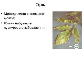 • Молоде листя рівномірно
жовтіє;
• Жилки набувають
пурпурового забарвлення;
Сірка
 