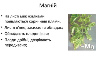 • На листі між жилками
появляються коричневі плями;
• Листя в'яне, засихає та обпадає;
• Обпадають плодоніжки;
• Плоди дрібні, дозрівають
передчасно;
Магній
 