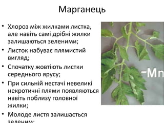 • Хлороз між жилками листка,
але навіть самі дрібні жилки
залишаються зеленими;
• Листок набуває плямистий
вигляд;
• Спочатку жовтіють листки
середнього ярусу;
• При сильній нестачі невеликі
некротичні плями появляються
навіть поблизу головної
жилки;
• Молоде листя залишається
Марганець
 