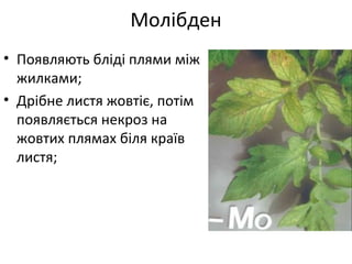 • Появляють бліді плями між
жилками;
• Дрібне листя жовтіє, потім
появляється некроз на
жовтих плямах біля країв
листя;
Молібден
 