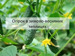 Огірок в зимово-весняних
теплицях
 