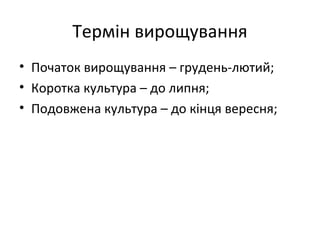 Термін вирощування
• Початок вирощування – грудень-лютий;
• Коротка культура – до липня;
• Подовжена культура – до кінця вересня;
 