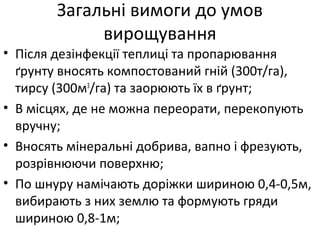 Загальні вимоги до умов
вирощування
• Після дезінфекції теплиці та пропарювання
ґрунту вносять компостований гній (300т/га),
тирсу (300м3
/га) та заорюють їх в ґрунт;
• В місцях, де не можна переорати, перекопують
вручну;
• Вносять мінеральні добрива, вапно і фрезують,
розрівнюючи поверхню;
• По шнуру намічають доріжки шириною 0,4-0,5м,
вибирають з них землю та формують гряди
шириною 0,8-1м;
 
