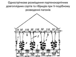 Однострічкове розміщення партенокарпічних
довгоплідних сортів та гібридів при V-подібному
розведенні пагонів
 