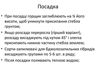Посадка
• При посадці горщик заглиблюють на ¾ його
висоти, щоб уникнути присипання стебла
грунтом;
• Якщо розсада переросла (гірший варіант),
розсаду висаджують під кутом 45° і злегка
присипають нижню частину стебла землею;
• Сорти-запилювачі для бджолозапильних гібридів
висаджують групами по 5-6 шт. в ряду;
• Після посадки поливають теплою водою;
 