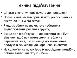 Техніка підв'язування
• Шпагат спочатку прив'язують до проволоки;
• Потім інший кінець прив'язують до рослини на
висоті 20-30 см від землі;
• Якщо зробити навпаки, то є небезпека
видьоргування рослин з ґрунту;
• Вузол при підв'язуванні до рослини має бути
вільним, щоб при потовщенні стебло не
перетискалося, що приведе до зменшення
продуктів асиміляції до кореневої системи;
• На солом'яних тюках із-за їх просідання потрібно
робити запас шпагату 20-25см;
 
