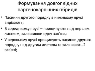 Формування довгоплідних
партенокарпічних гібридів
• Пасинки другого порядку в нижньому ярусі
вирізають;
• В середньому ярусі – прищипують над першим
листком, залишивши одну зав'язь;
• У верхньому ярусі прищипують пасинки другого
порядку над другим листком та залишають 2
зав'язі;
 
