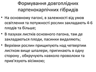 Формування довгоплідних
партенокарпічних гібридів
• На основному пагоні, в залежності від умов
освітлення та потужності рослин закладають 4-6
плодів та більше;
• В пазухах листків основного пагона, там де
закладаються плоди, пасинки видаляють;
• Верхівки рослин прищипують над четвертим
листком вище шпалери, пригинають в одну
сторону , обкручують навколо проволоки та
прив'язують вісімкою;
 