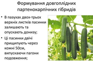 Формування довгоплідних
партенокарпічних гібридів
• В пазухах двох-трьох
верхніх листків пасинки
залишають та
опускають донизу;
• Ці пасинки двічі
прищипують через
кожні 50см,
випускаючи пагони
подовження;
 
