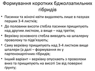Формування коротких бджолзапильних
гібридів
• Пасинки та жіночі квіти видаляють лише в пазухах
перших 3-4 листків;
• До половини висоти стебла пасинки прищипують
над другим листком, а вище – над третім;
• Верхівку основного стебла виводять на шпалерну
проволоку та підв'язують;
• Саму верхівку прищипують над 3-4 листком вище
шпалери (а далі – формування як у
партенокарпічних гібридів;
• Інший варіант – верхівку опускають з проволоки
вниз та прищипують на висоті 1м від поверхні
ґрунту;
 