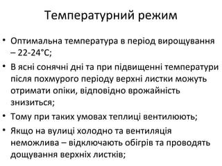 Температурний режим
• Оптимальна температура в період вирощування
– 22-24°С;
• В ясні сонячні дні та при підвищенні температури
після похмурого періоду верхні листки можуть
отримати опіки, відповідно врожайність
знизиться;
• Тому при таких умовах теплиці вентилюють;
• Якщо на вулиці холодно та вентиляція
неможлива – відключають обігрів та проводять
дощування верхніх листків;
 