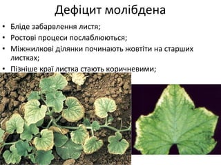 Дефіцит молібдена
• Бліде забарвлення листя;
• Ростові процеси послаблюються;
• Міжжилкові ділянки починають жовтіти на старших
листках;
• Пізніше краї листка стають коричневими;
 