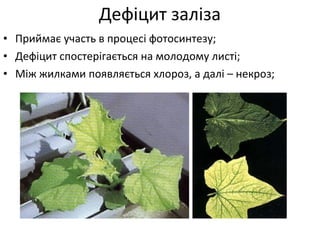 Дефіцит заліза
• Приймає участь в процесі фотосинтезу;
• Дефіцит спостерігається на молодому листі;
• Між жилками появляється хлороз, а далі – некроз;
 