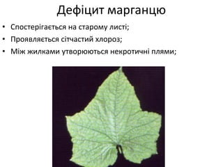 Дефіцит марганцю
• Спостерігається на старому листі;
• Проявляється сітчастий хлороз;
• Між жилками утворюються некротичні плями;
 