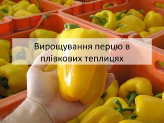 Вирощування перцю в
плівкових теплицях
 