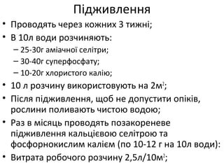 Підживлення
• Проводять через кожних 3 тижні;
• В 10л води розчиняють:
– 25-30г аміачної селітри;
– 30-40г суперфосфату;
– 10-20г хлористого калію;
• 10 л розчину використовують на 2м2
;
• Після підживлення, щоб не допустити опіків,
рослини поливають чистою водою;
• Раз в місяць проводять позакореневе
підживлення кальцієвою селітрою та
фосфорнокислим калієм (по 10-12 г на 10л води):
• Витрата робочого розчину 2,5л/10м2
;
 