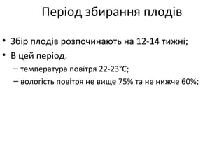 Період збирання плодів
• Збір плодів розпочинають на 12-14 тижні;
• В цей період:
– температура повітря 22-23°С;
– вологість повітря не вище 75% та не нижче 60%;
 