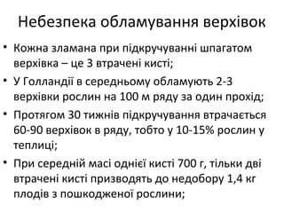 • Кожна зламана при підкручуванні шпагатом
верхівка – це 3 втрачені кисті;
• У Голландії в середньому обламують 2-3
верхівки рослин на 100 м ряду за один прохід;
• Протягом 30 тижнів підкручування втрачається
60-90 верхівок в ряду, тобто у 10-15% рослин у
теплиці;
• При середній масі однієї кисті 700 г, тільки дві
втрачені кисті призводять до недобору 1,4 кг
плодів з пошкодженої рослини;
Небезпека обламування верхівок
 