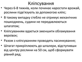 • Через 6-8 тижнів, коли починає наростати врожай,
рослини підв'язують за допомогою кліпс;
• В такому випадку стебло не отримує механічних
пошкоджень, судини не передавлюються
шпагатом;
• Кліпсуванням вдається зменшити обламування
верхівок;
• Разом з кліпсуванням проводять пасинкування;
• Шпагат прикріплюють до шпалери, відступивши
від центру рослини на 50 см, щоб сформувати
рівний ряд;
Кліпсування
 
