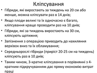 • Гібриди, які виростають за тиждень на 20 см або
менше, можна кліпсувати раз в 14 днів;
• Якщо плоди великі та їх одночасно є багато,
кліпсування краще проводити раз на 10 днів;
• Гібриди, які за тиждень виростають на 30 см,
кліпсують щотижня;
• Запізнення з операцією приводить до нахиляння
верхівок вниз та їх обламування;
• Середньорослі гібриди (приріст 20-25 см на тиждень)
кліпсують раз в 10 днів;
• Таким чином, 3-кратне кліпсування в порівнянні з 4-
кратним підкручуванням дає пряму економію витрат
праці
Кліпсування
 