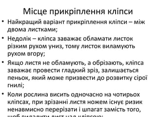Місце прикріплення кліпси
• Найкращий варіант прикріплення кліпси – між
двома листками;
• Недолік – кліпса заважає обламати листок
різким рухом униз, тому листок виламують
рухом вгору;
• Якщо листя не обламують, а обрізають, кліпса
заважає провести гладкий зріз, залишається
пеньок, який може призвести до розвитку сірої
гнилі;
• Коли рослина висить одночасно на чотирьох
кліпсах, при зрізанні листя ножем існує ризик
ненавмисно перерізати і шпагат замість того,
 