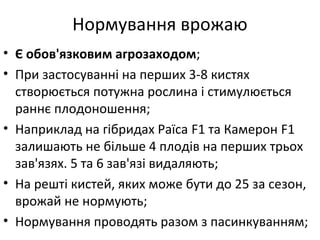 • Є обов'язковим агрозаходом;
• При застосуванні на перших 3-8 кистях
створюється потужна рослина і стимулюється
раннє плодоношення;
• Наприклад на гібридах Раїса F1 та Камерон F1
залишають не більше 4 плодів на перших трьох
зав'язях. 5 та 6 зав'язі видаляють;
• На решті кистей, яких може бути до 25 за сезон,
врожай не нормують;
• Нормування проводять разом з пасинкуванням;
Нормування врожаю
 