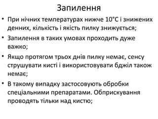 • При нічних температурах нижче 10°С і знижених
денних, кількість і якість пилку знижується;
• Запилення в таких умовах проходить дуже
важко;
• Якщо протягом трьох днів пилку немає, сенсу
струшувати кисті і використовувати бджіл також
немає;
• В такому випадку застосовують обробки
спеціальними препаратами. Обприскування
проводять тільки над кистю;
Запилення
 