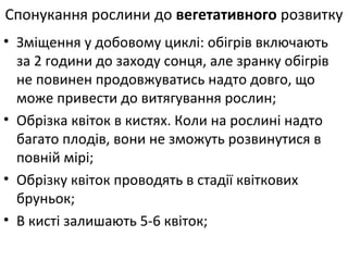 • Зміщення у добовому циклі: обігрів включають
за 2 години до заходу сонця, але зранку обігрів
не повинен продовжуватись надто довго, що
може привести до витягування рослин;
• Обрізка квіток в кистях. Коли на рослині надто
багато плодів, вони не зможуть розвинутися в
повній мірі;
• Обрізку квіток проводять в стадії квіткових
бруньок;
• В кисті залишають 5-6 квіток;
Спонукання рослини до вегетативного розвитку
 