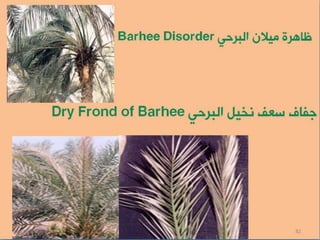 المكافحة المتكاملة لامراض النخيل الفطرية