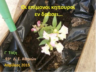 Οι επίμονοι κηπουροί
εν δράσει…
Γ΄ Τάξη
93ο Δ. Σ. Αθηνών
Απρίλιος 2015
 