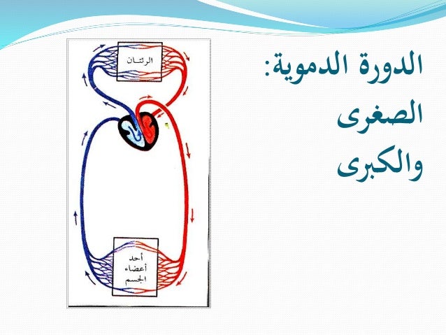 الجهاز الدوري