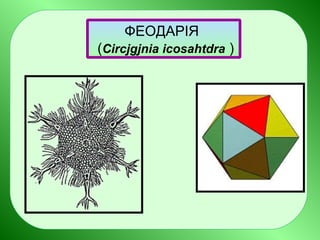 ФЕОДАРІЯ
(Circjgjnia icosahtdra )
 