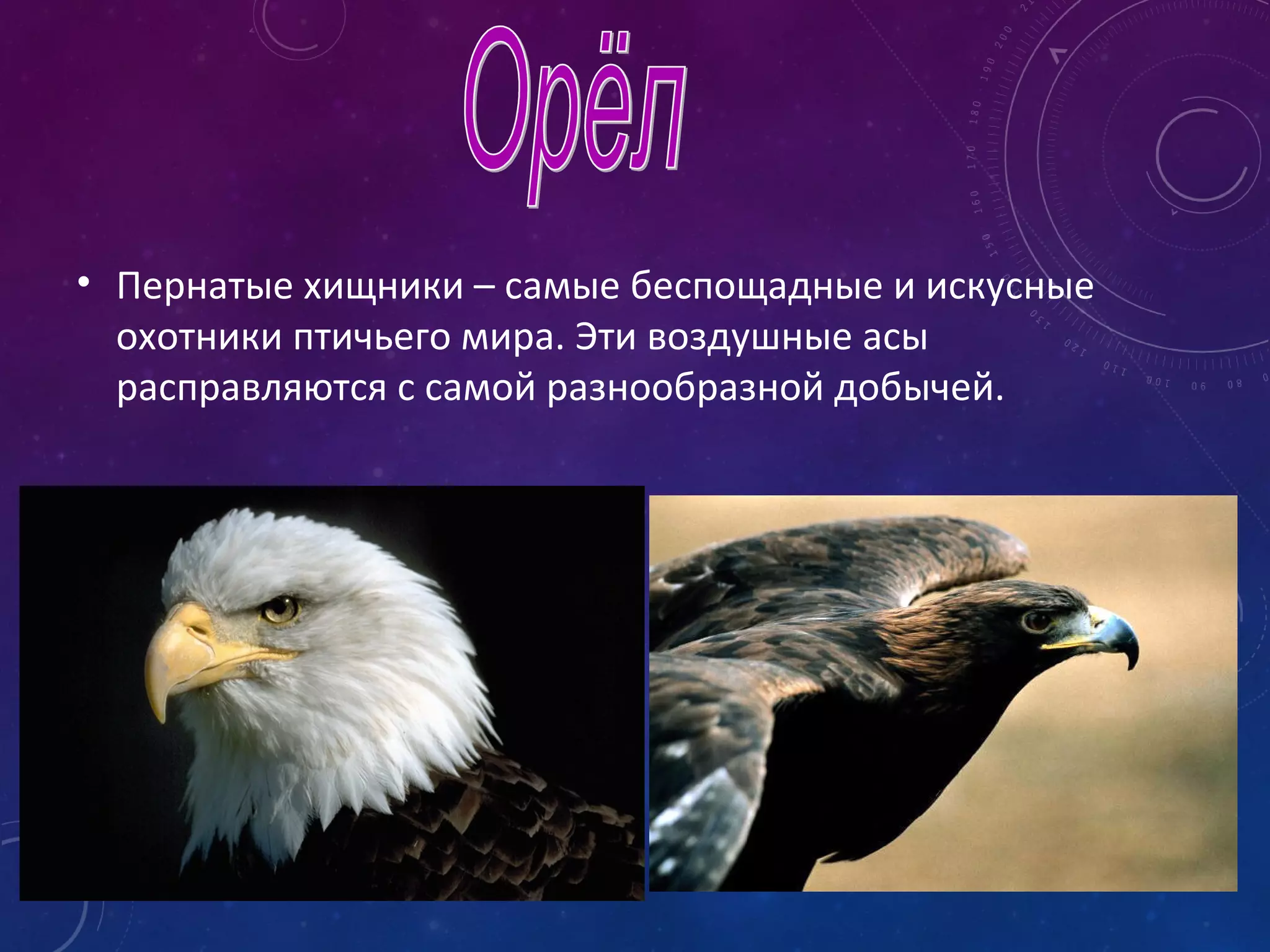 • Пернатые хищники – самые беспощадные и искусные
охотники птичьего мира. Эти воздушные асы
расправляются с самой разнообразной добычей.
 