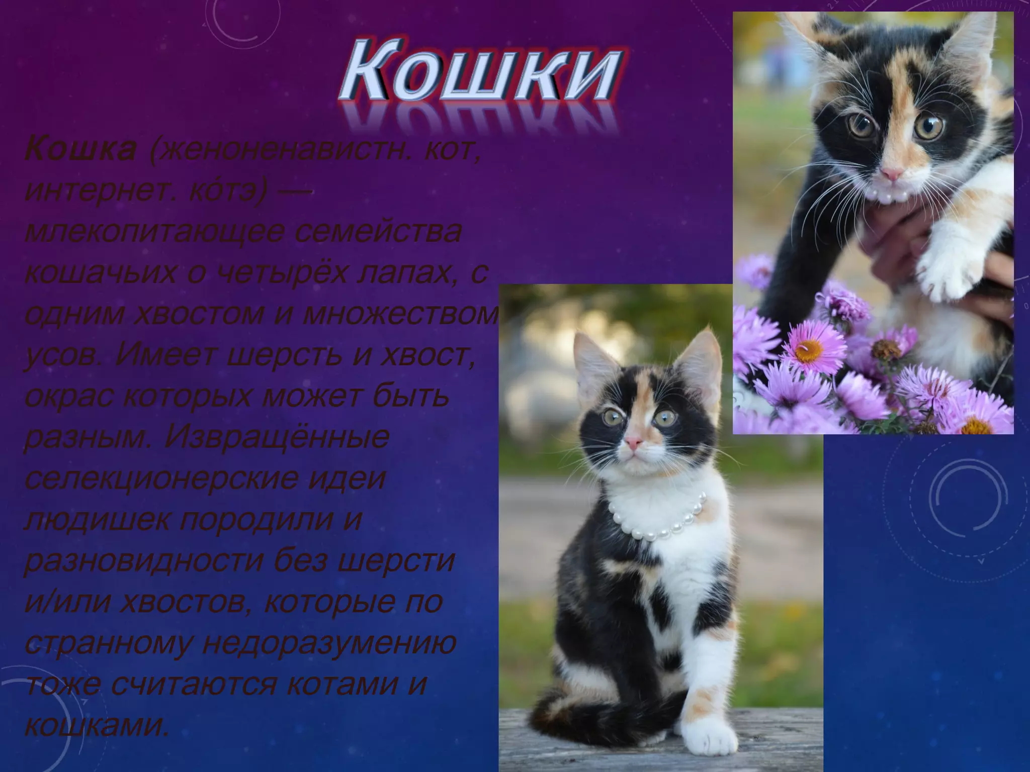 Кошка (женоненавистн. кот,
интернет. ко́тэ) —
млекопитающее семейства
кошачьих o четырёх лапах, с
одним хвостом и множеством
усов. Имеет шерсть и хвост,
окрас которых может быть
разным. Извращённые
селекционерские идеи
людишек породили и
разновидности без шерсти
и/или хвостов, которые по
странному недоразумению
тоже считаются котами и
кошками.
 