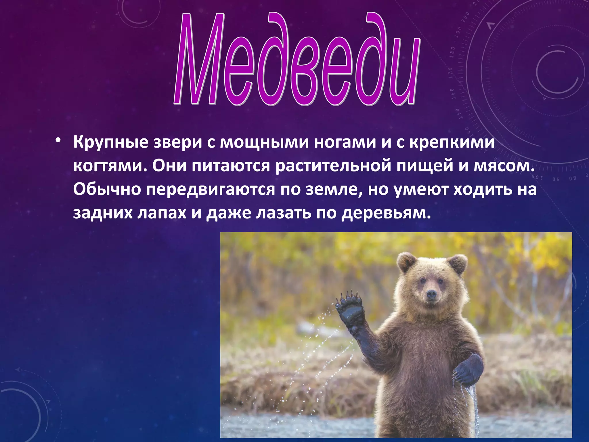 • Крупные звери с мощными ногами и с крепкими
когтями. Они питаются растительной пищей и мясом.
Обычно передвигаются по земле, но умеют ходить на
задних лапах и даже лазать по деревьям.
 