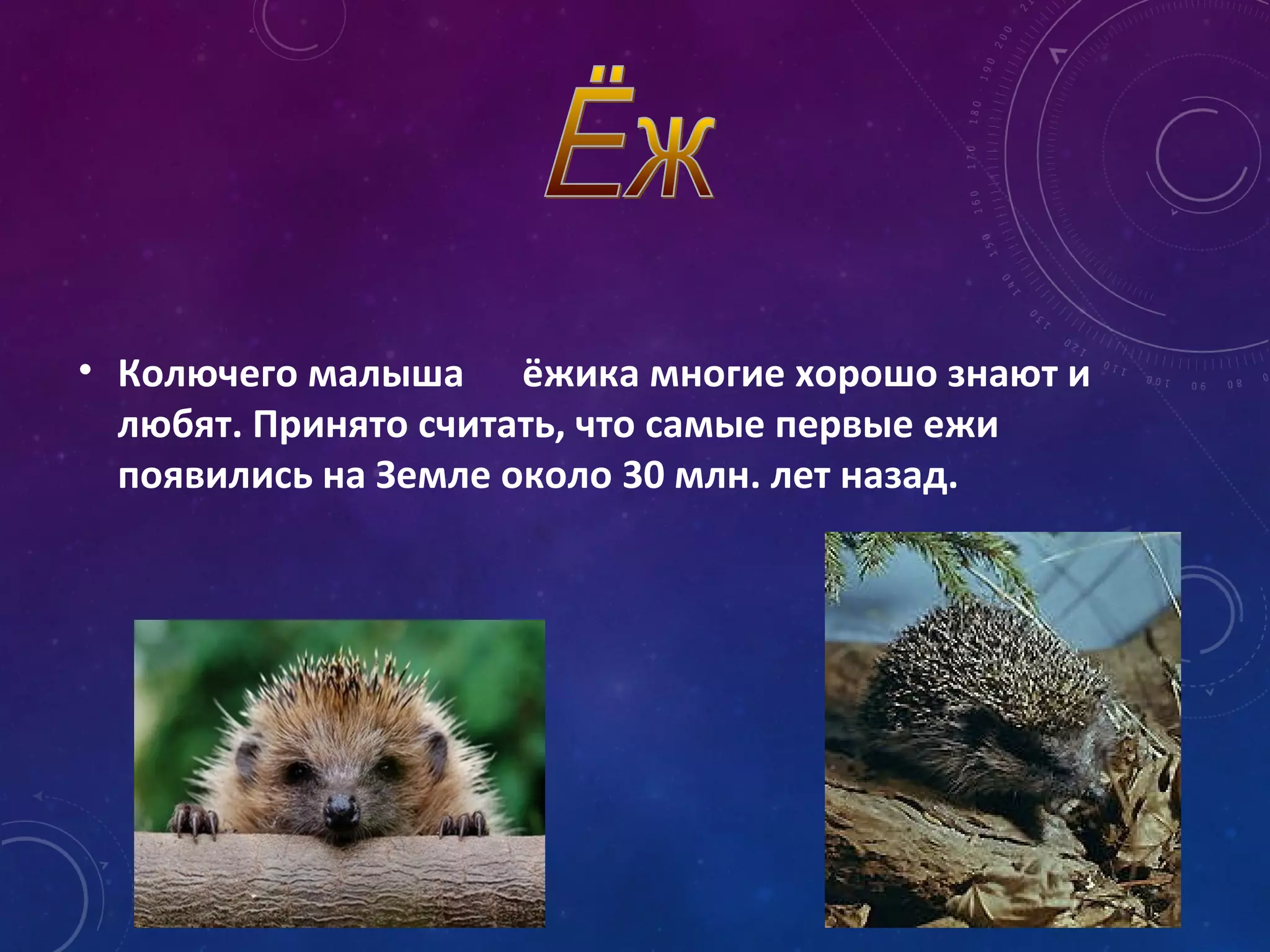 • Колючего малыша ёжика многие хорошо знают и
любят. Принято считать, что самые первые ежи
появились на Земле около 30 млн. лет назад.
 