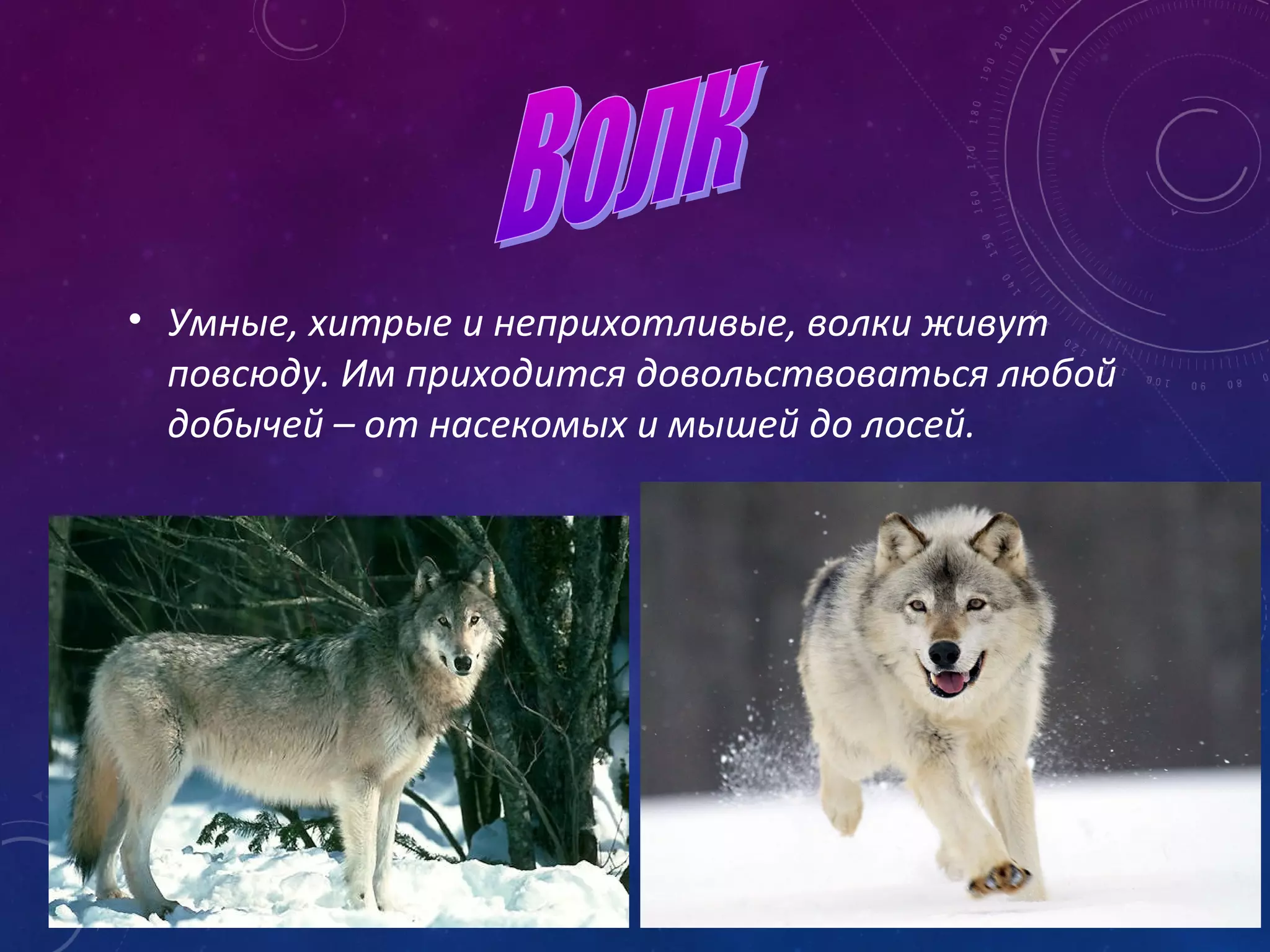 • Умные, хитрые и неприхотливые, волки живут
повсюду. Им приходится довольствоваться любой
добычей – от насекомых и мышей до лосей.
 