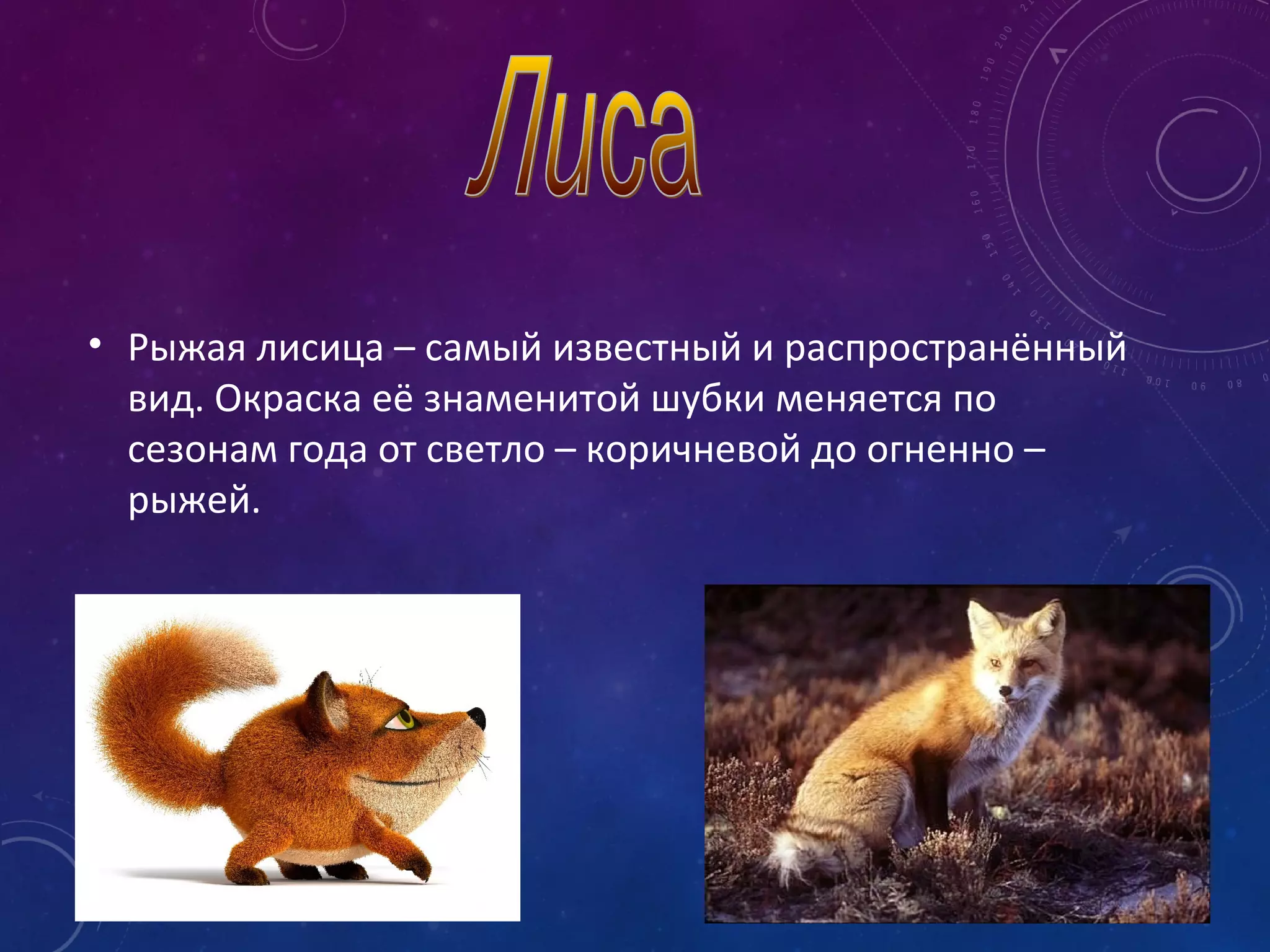 • Рыжая лисица – самый известный и распространённый
вид. Окраска её знаменитой шубки меняется по
сезонам года от светло – коричневой до огненно –
рыжей.
 