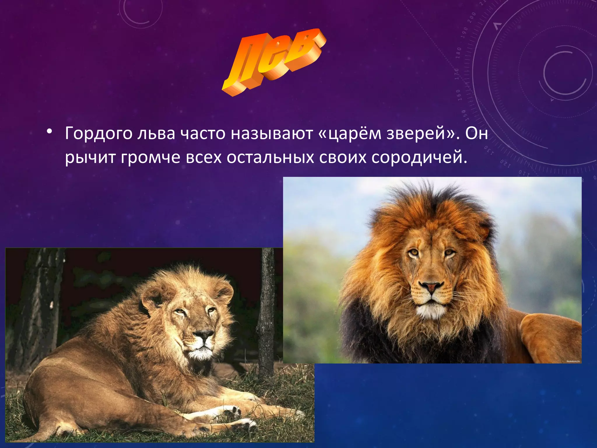 • Гордого льва часто называют «царём зверей». Он
рычит громче всех остальных своих сородичей.
 