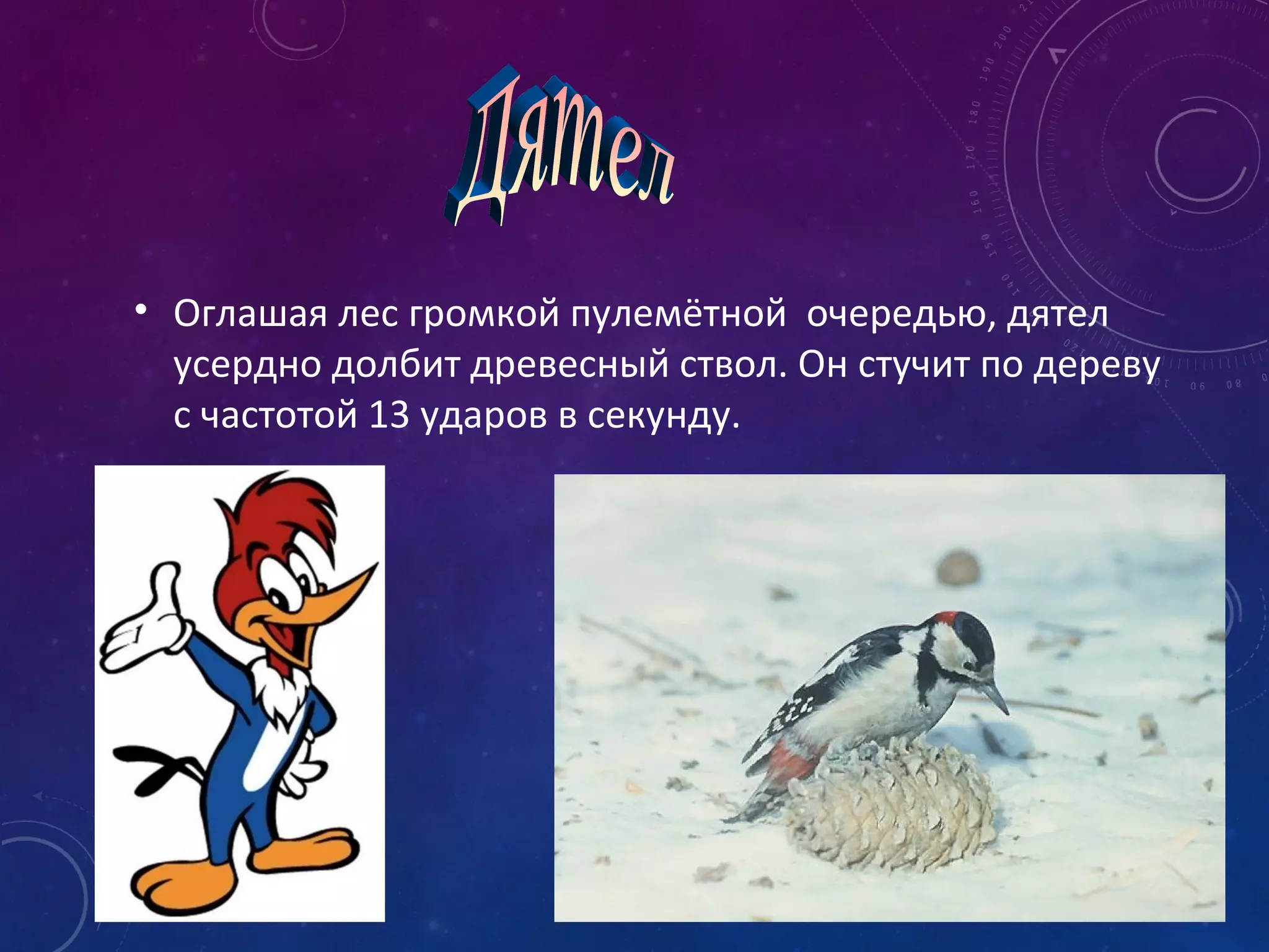 • Оглашая лес громкой пулемётной очередью, дятел
усердно долбит древесный ствол. Он стучит по дереву
с частотой 13 ударов в секунду.
 