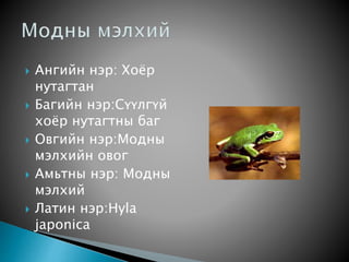  Ангийн нэр: Хоёр
нутагтан
 Багийн нэр:Сүүлгүй
хоёр нутагтны баг
 Овгийн нэр:Модны
мэлхийн овог
 Амьтны нэр: Модны
мэлхий
 Латин нэр:Hyla
japonica
 