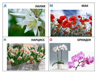 Л ЛИЛИЯ М МАК
Н НАРЦИСС О ОРХИДЕЯ
 