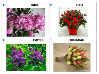 П ПИОН Р РОЗА
С СИРЕНЬ Т ТЮЛЬПАН
 