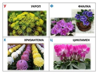 У УКРОП Ф ФИАЛКА
Х ХРИЗАНТЕМА Ц ЦИКЛАМЕН
 