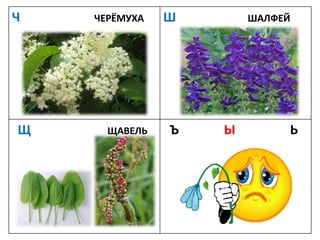 Ч ЧЕРЁМУХА Ш ШАЛФЕЙ
Щ ЩАВЕЛЬ Ъ Ы Ь
 