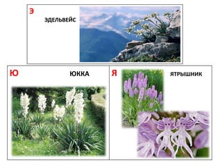 Ю ЮККА Я ЯТРЫШНИК
Э
ЭДЕЛЬВЕЙС
 