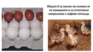 Яйцата й са малко по-големи от
на кокошката и са естествено
напръскани с кафяви петънца.
 