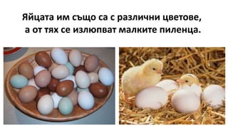 Яйцата им също са с различни цветове,
а от тях се излюпват малките пиленца.
 