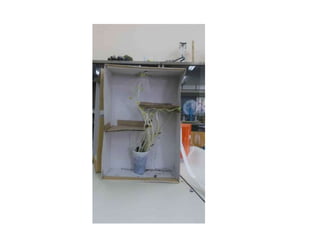 Φωτοτροπισμός   σκοτεινός λαβύρινθος