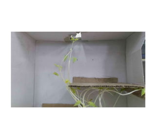 Φωτοτροπισμός   σκοτεινός λαβύρινθος